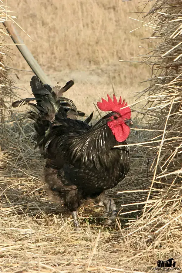 Détail d'un tronc de frêne têtard dans le Marais Poitevin vendéen